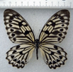 Papilio idaeoides